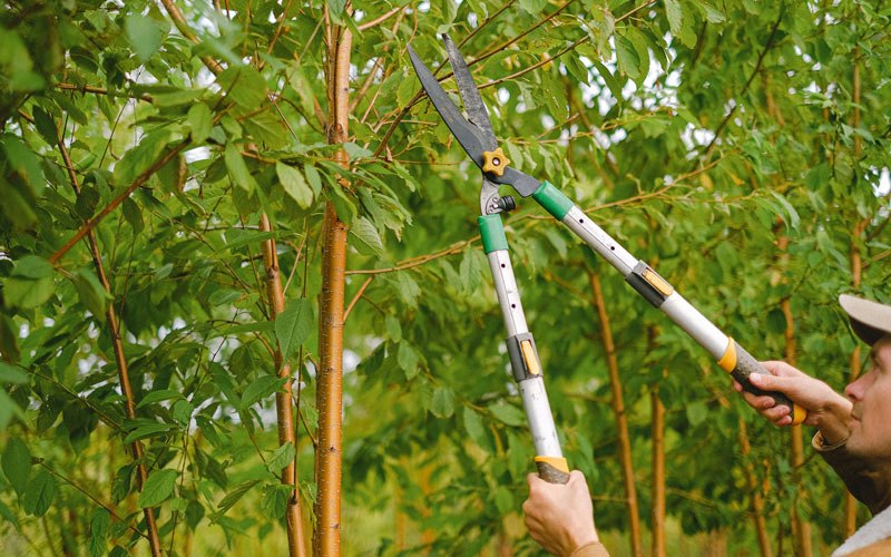 Tree trimming in Saint Croix, IN